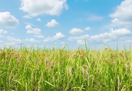 各地政策頻出，生物質發(fā)電引重視