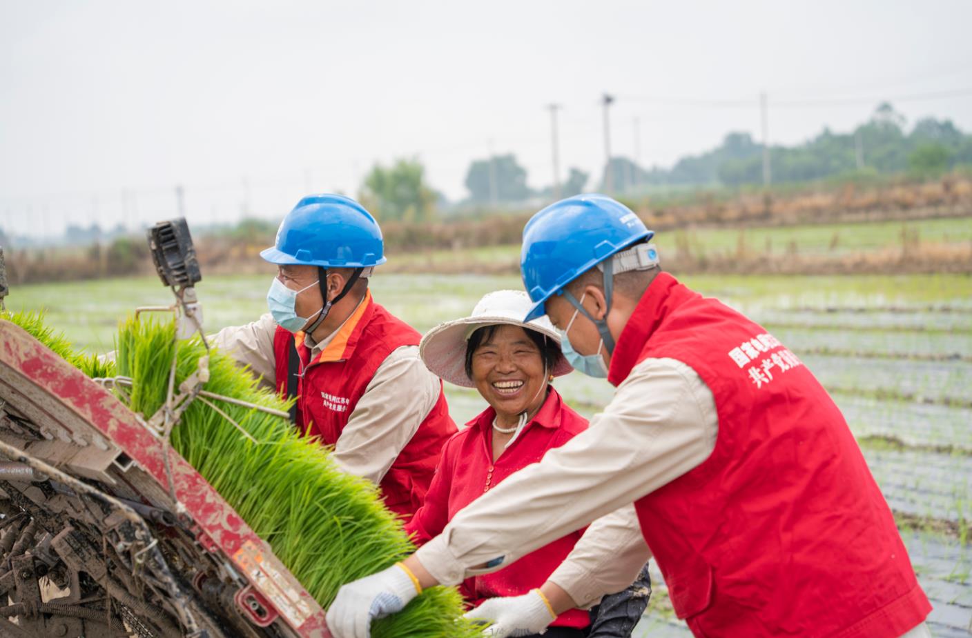 高淳供電:稻田染新綠 ?電力來(lái)守護(hù)