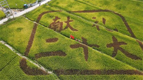 國(guó)網(wǎng)壽寧縣供電公司:“黨建+服務(wù)”助力秋收“谷滿(mǎn)倉(cāng)”