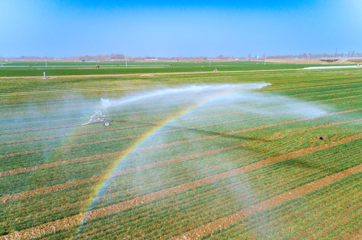 河南滑縣:彩霞撒大地 甘泉潤麥田