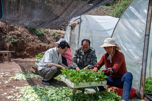 國網(wǎng)會(huì)理市供電公司:做好電力保障 護(hù)航煙苗移栽