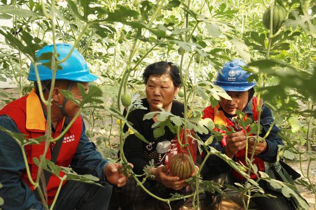 國網(wǎng)修武縣供電公司:果蔬俏人心甜 可靠電護(hù)富路