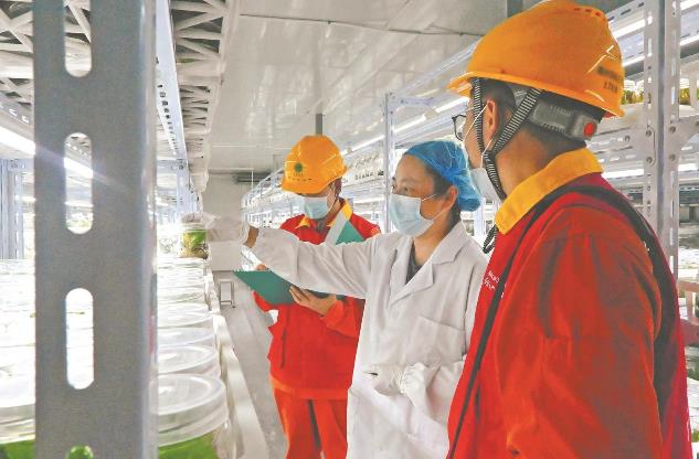 浙江衢州:中藥飄香產(chǎn)業(yè)興旺