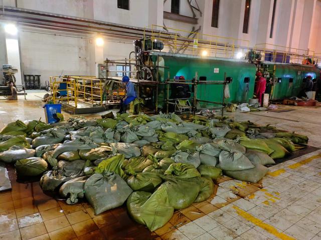 華東區(qū)域最大發(fā)電廠遭遇海蜇危機(jī)：循泵房面臨被堵，員工24小時(shí)抓海蜇